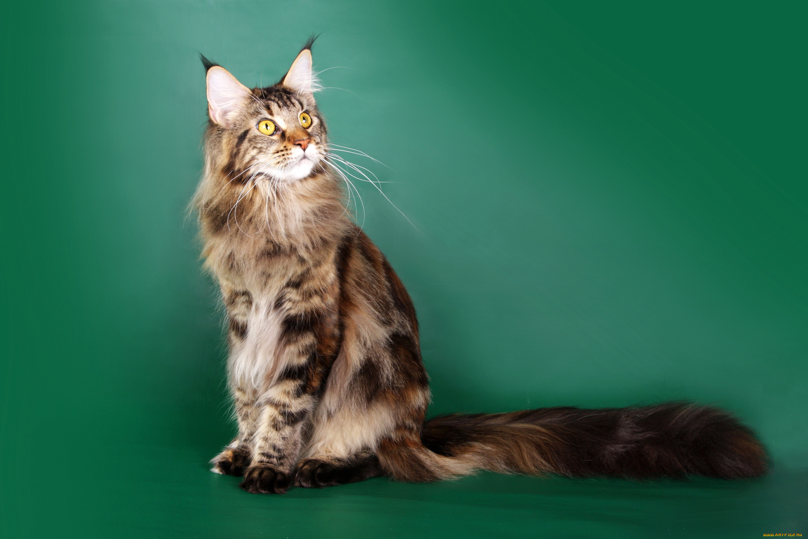 maine coon, , , maine, coon, 